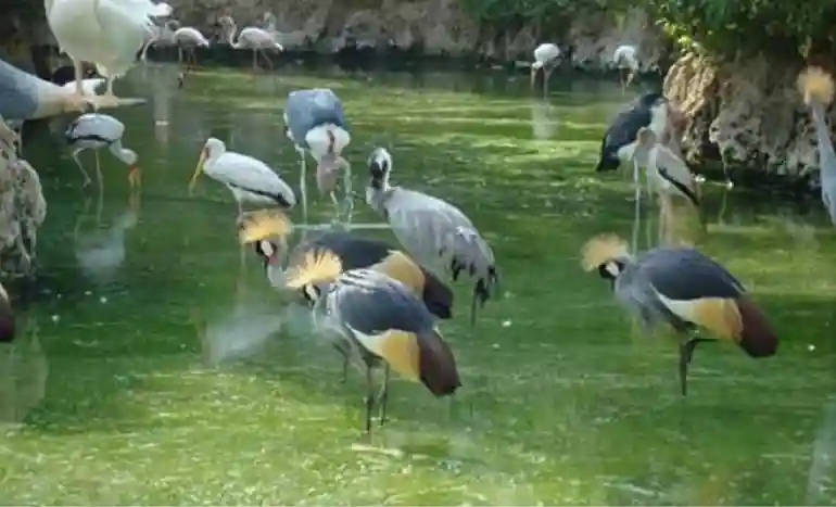 ساعت کاری باغ پرنده شیراز